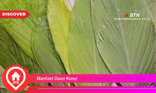 manfaat daun kunci