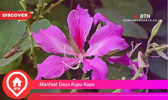 manfaat daun kupu kupu