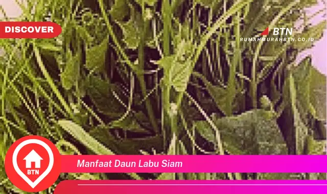 manfaat daun labu siam