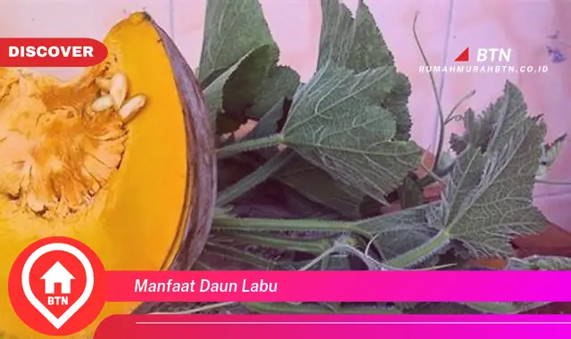 manfaat daun labu