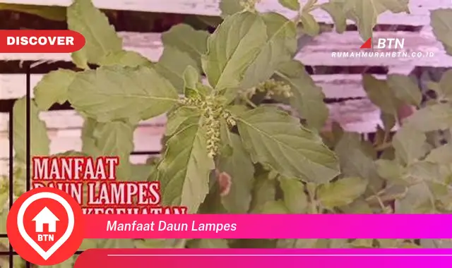 manfaat daun lampes