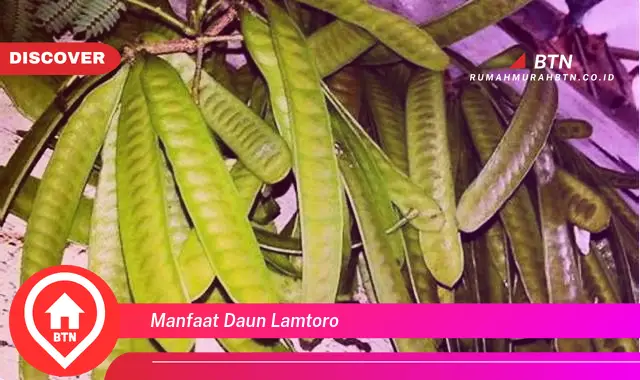 manfaat daun lamtoro