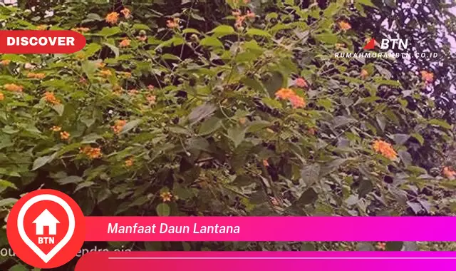 manfaat daun lantana