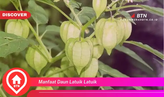 manfaat daun latuik latuik