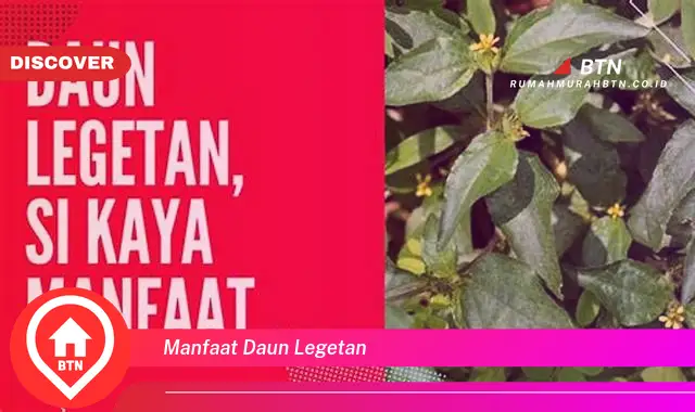 manfaat daun legetan