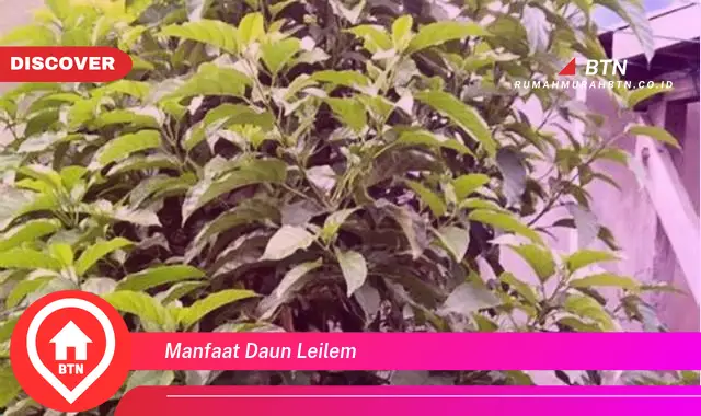 manfaat daun leilem