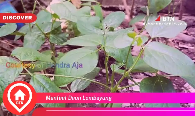 manfaat daun lembayung