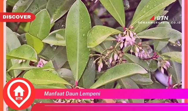 manfaat daun lempeni