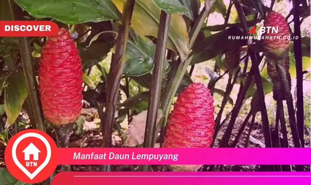 manfaat daun lempuyang