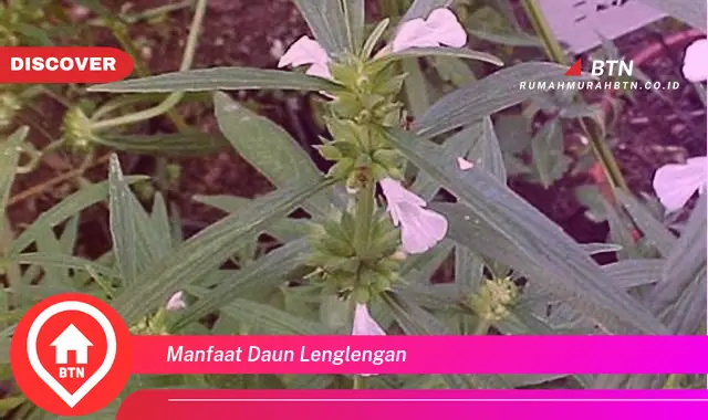 manfaat daun lenglengan