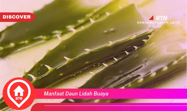 manfaat daun lidah buaya