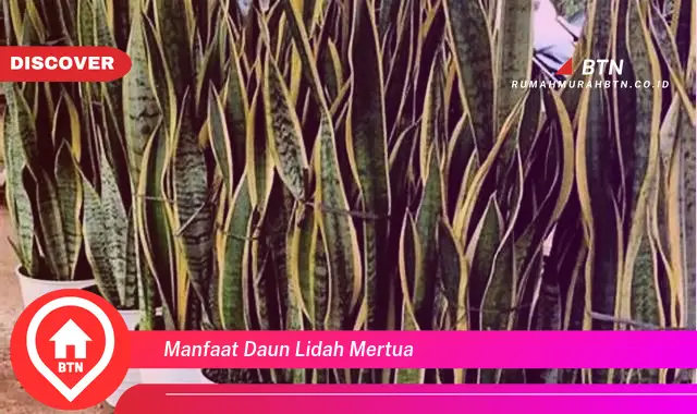 manfaat daun lidah mertua