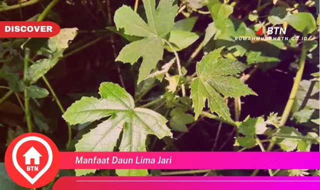 manfaat daun lima jari