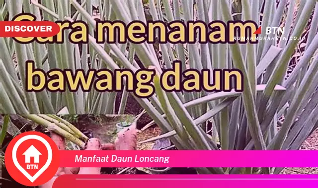 manfaat daun loncang