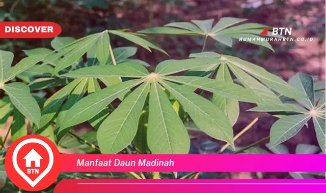 manfaat daun madinah