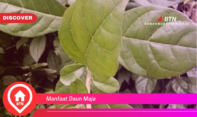 manfaat daun maja