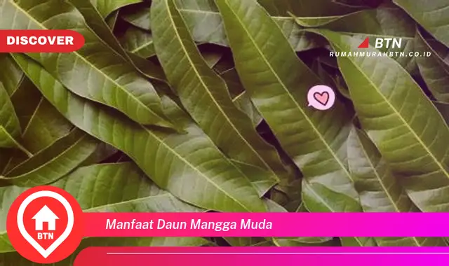 manfaat daun mangga muda