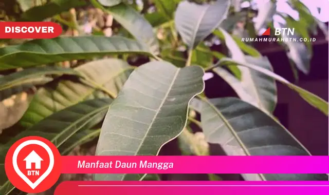 manfaat daun mangga