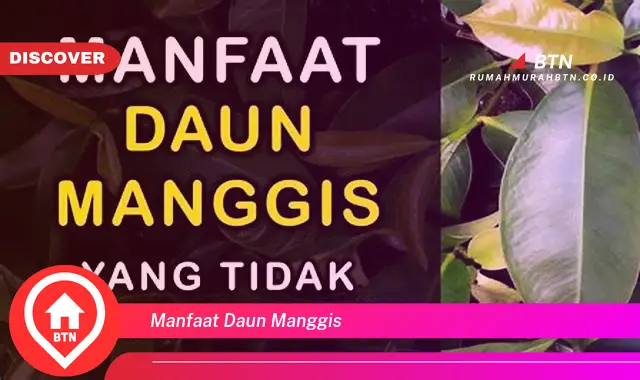 manfaat daun manggis