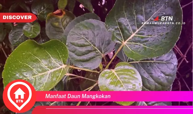 manfaat daun mangkokan