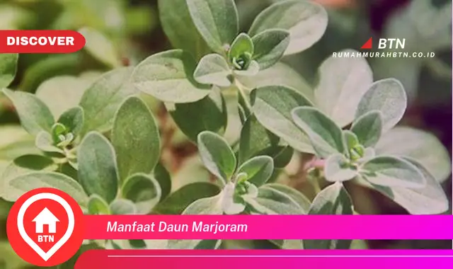 manfaat daun marjoram