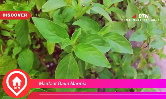 manfaat daun marmia