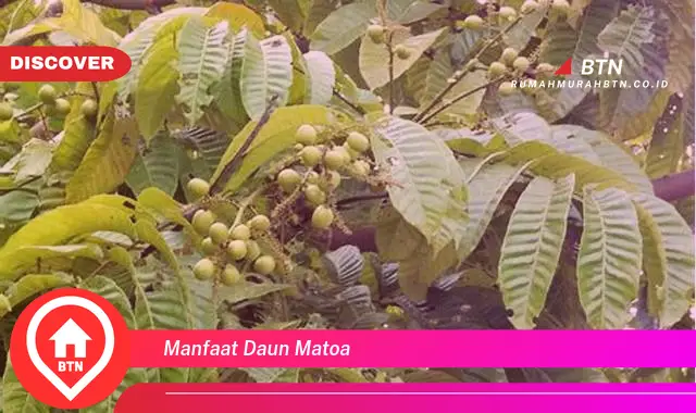 manfaat daun matoa