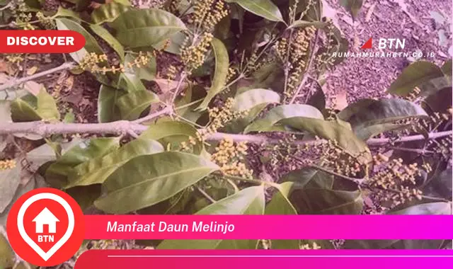 manfaat daun melinjo