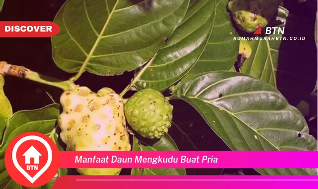 manfaat daun mengkudu buat pria