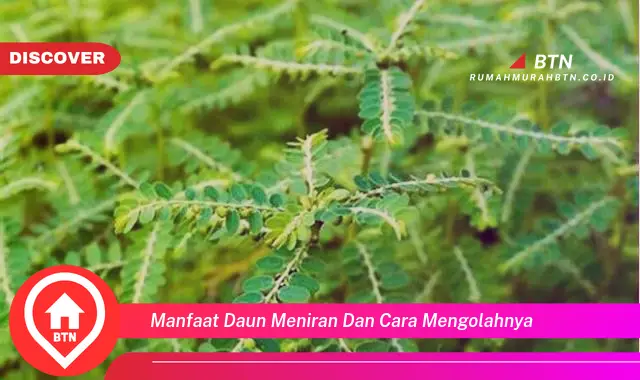 manfaat daun meniran dan cara mengolahnya