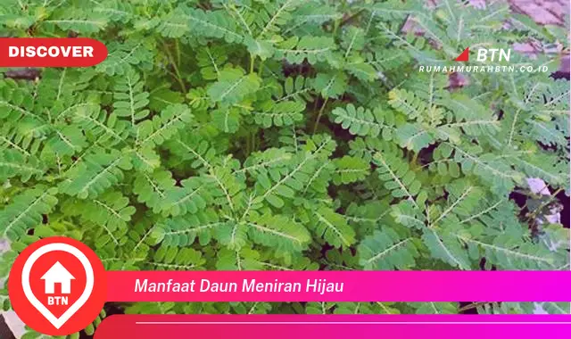 manfaat daun meniran hijau