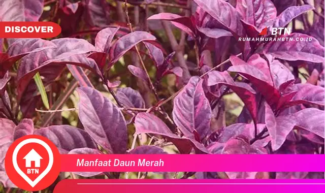 manfaat daun merah