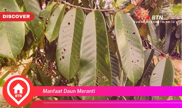 manfaat daun meranti