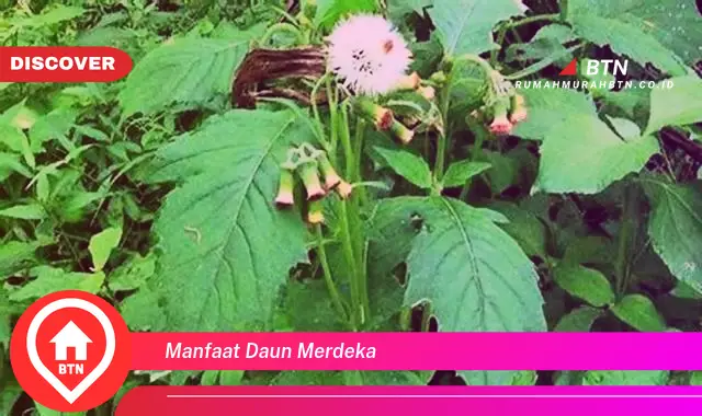 manfaat daun merdeka