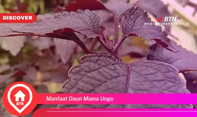 manfaat daun miana ungu