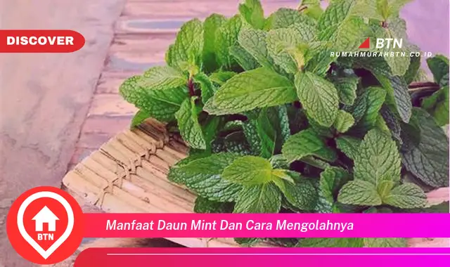 manfaat daun mint dan cara mengolahnya