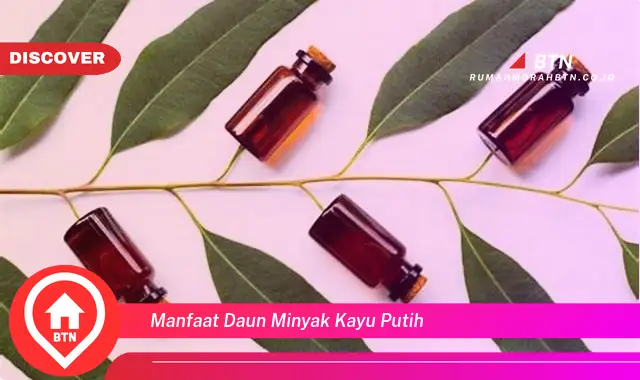 manfaat daun minyak kayu putih