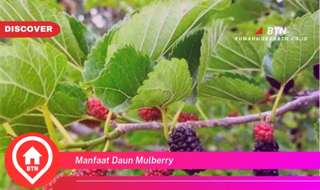 manfaat daun mulberry