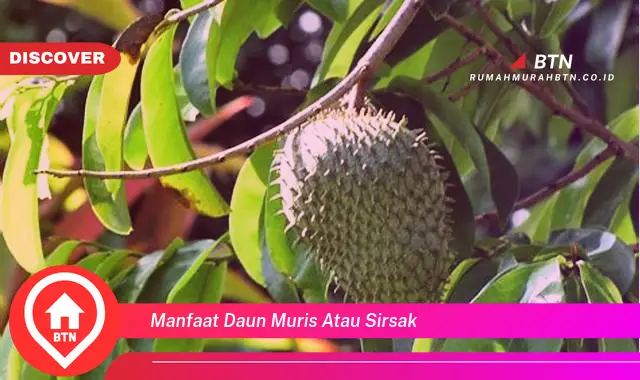 manfaat daun muris atau sirsak