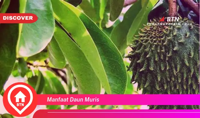 manfaat daun muris