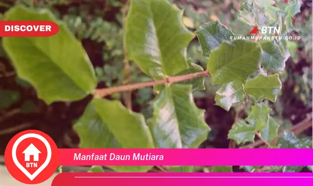 manfaat daun mutiara