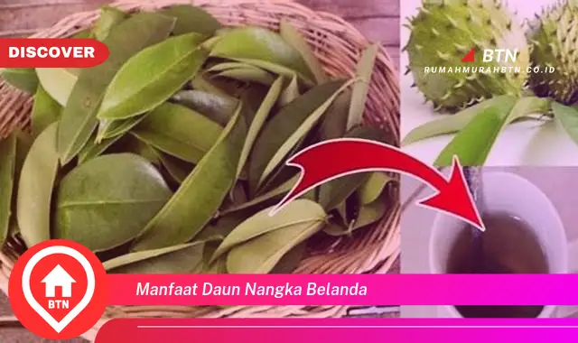 manfaat daun nangka belanda