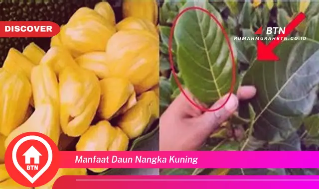 manfaat daun nangka kuning