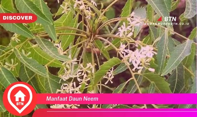 manfaat daun neem