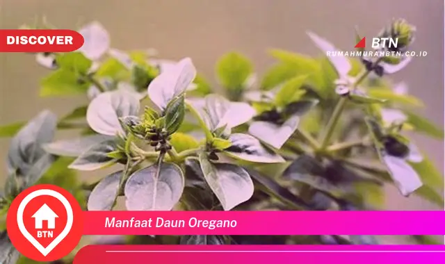 manfaat daun oregano