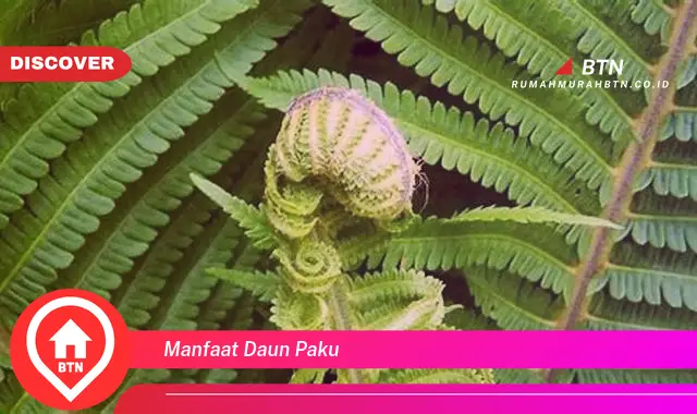 manfaat daun paku