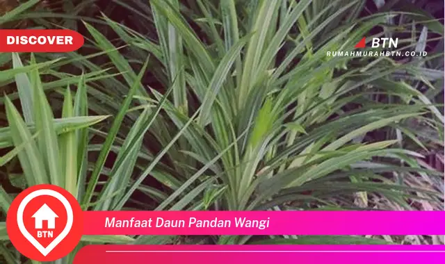 manfaat daun pandan wangi