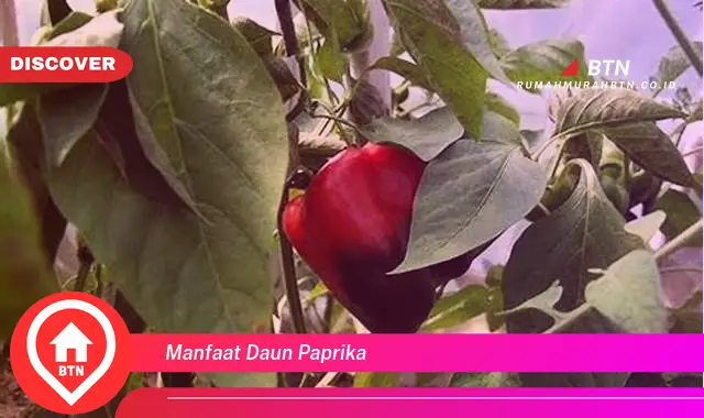 manfaat daun paprika