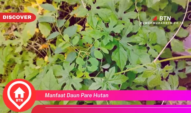 manfaat daun pare hutan