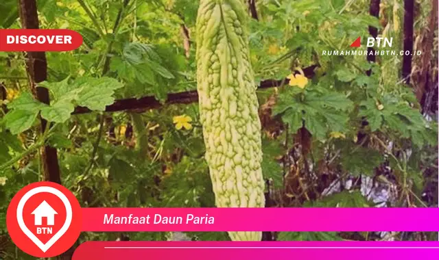 manfaat daun paria